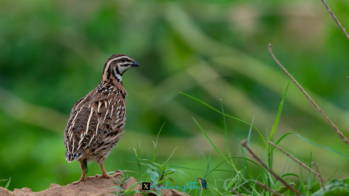 Rain Quail - ML623464592