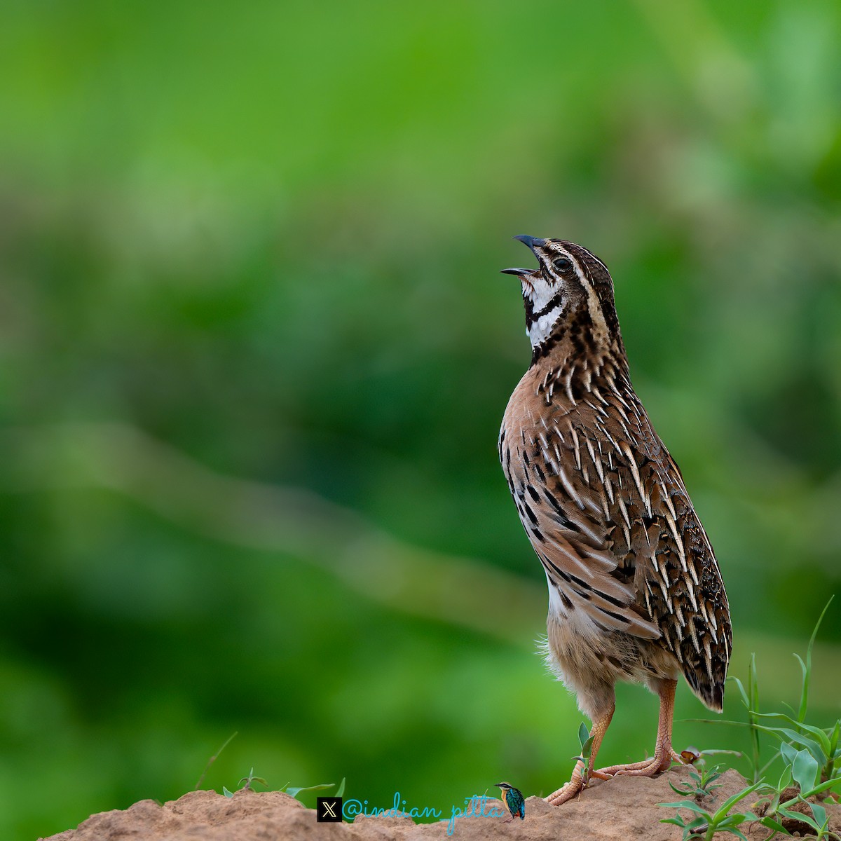 Rain Quail - ML623464594