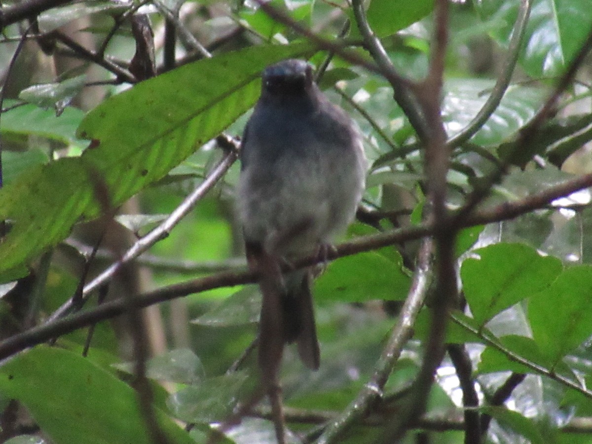 White-bellied Blue Flycatcher - ML623464595