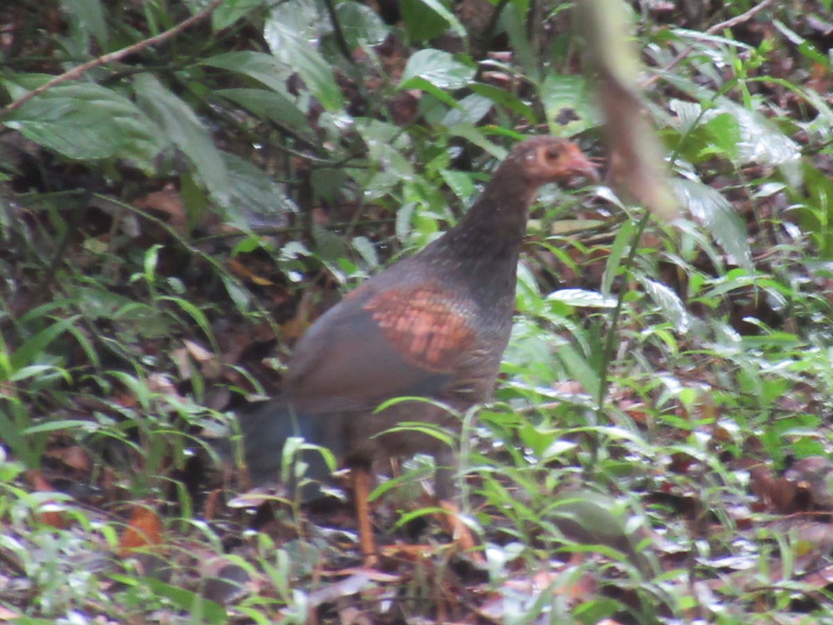 Gray Junglefowl - ML623464611