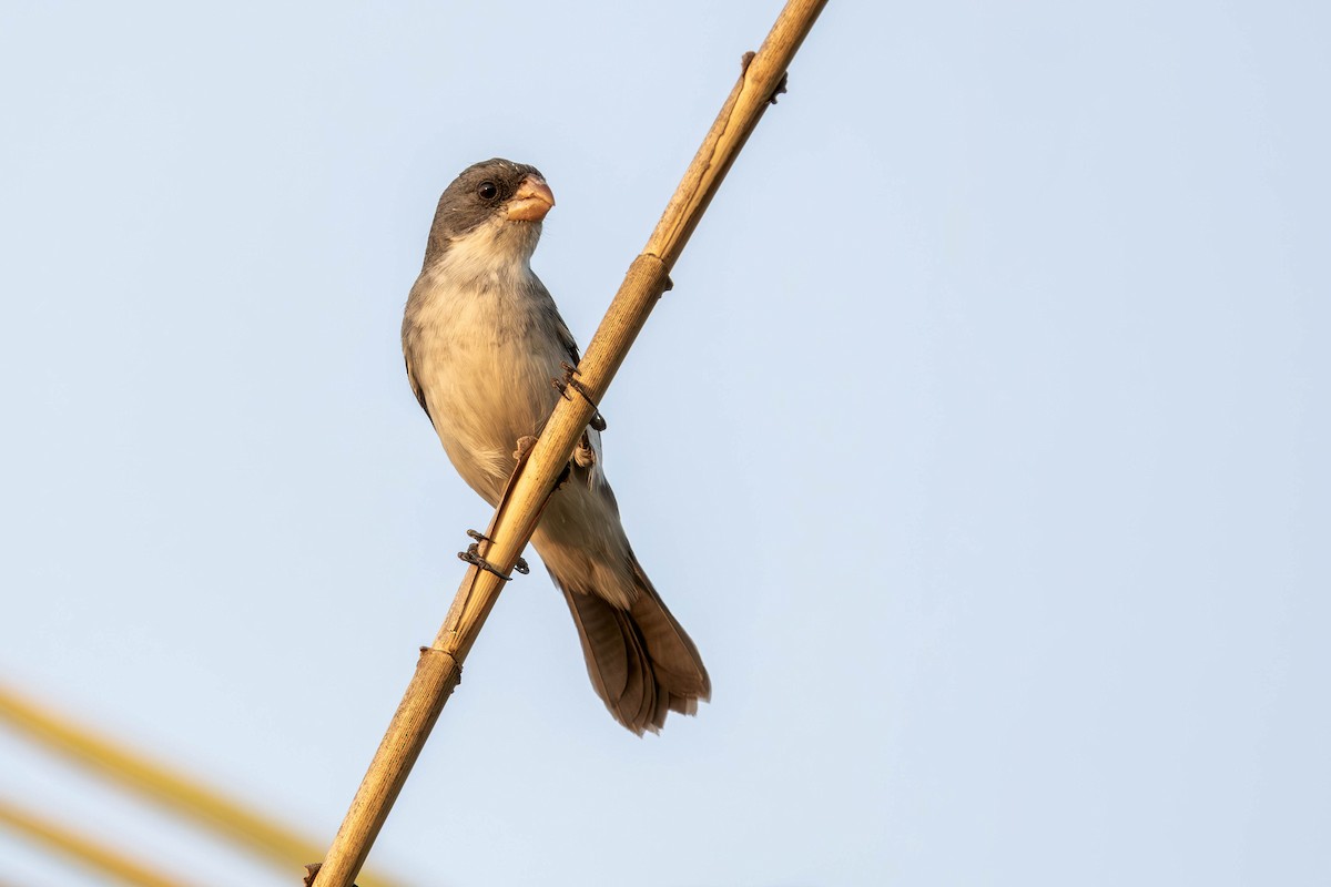 White-bellied Seedeater - ML623464643