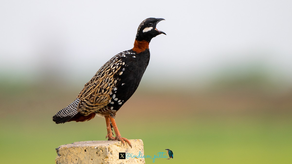 Black Francolin - ML623464645