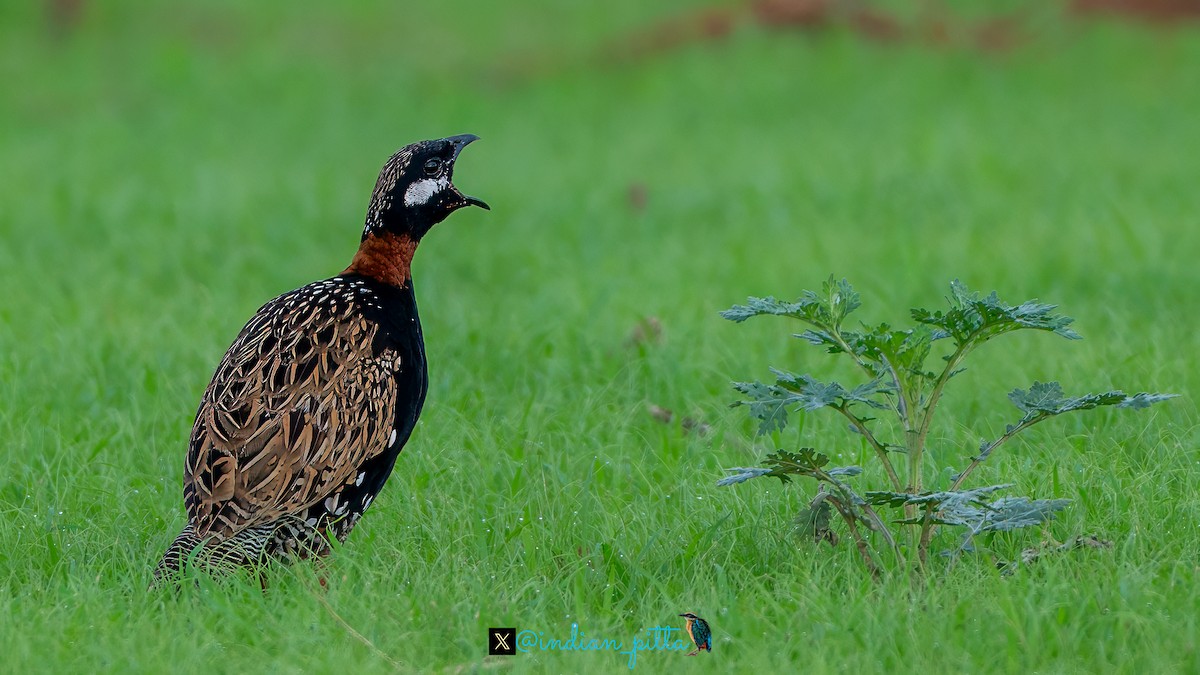 Black Francolin - ML623464646