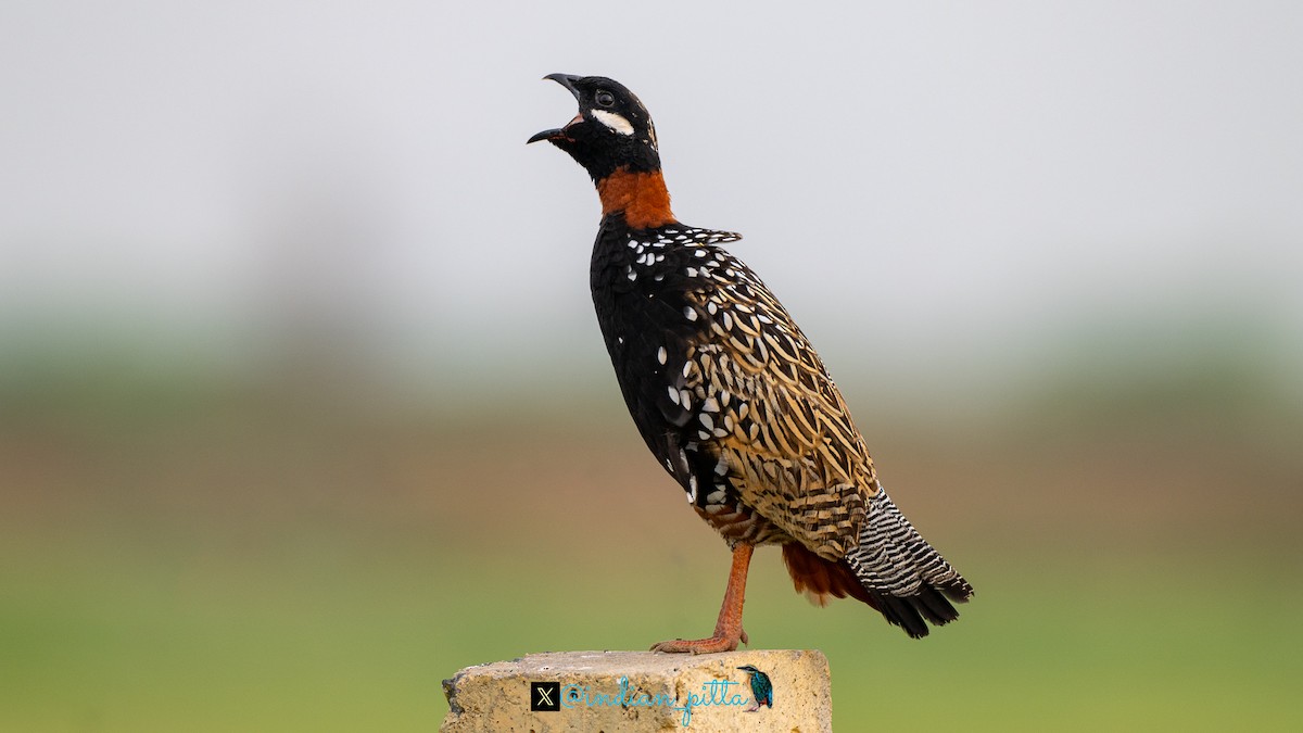 Black Francolin - ML623464648