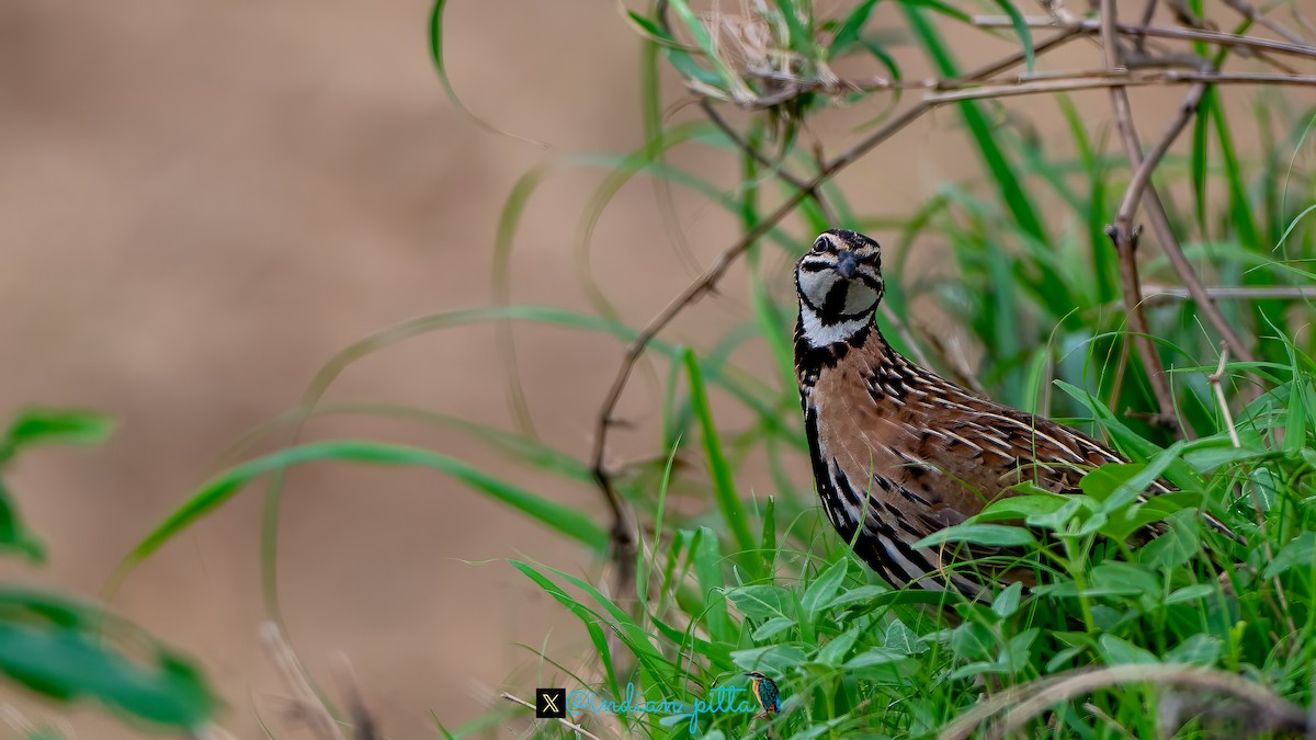 Rain Quail - ML623464652