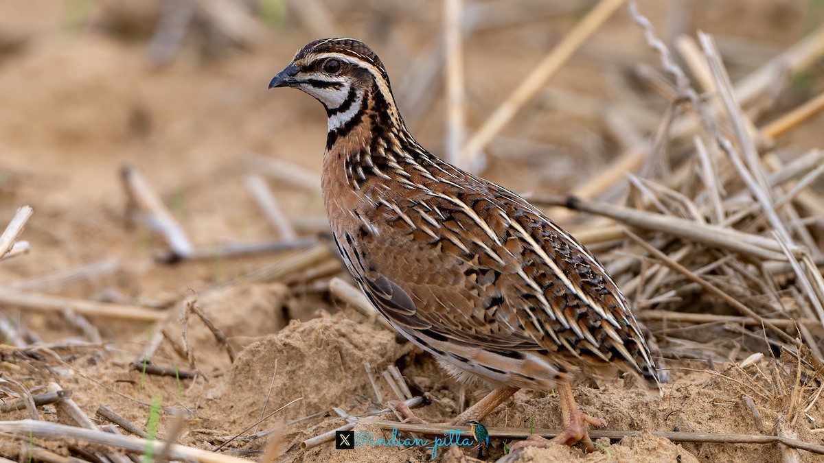 Rain Quail - ML623464653