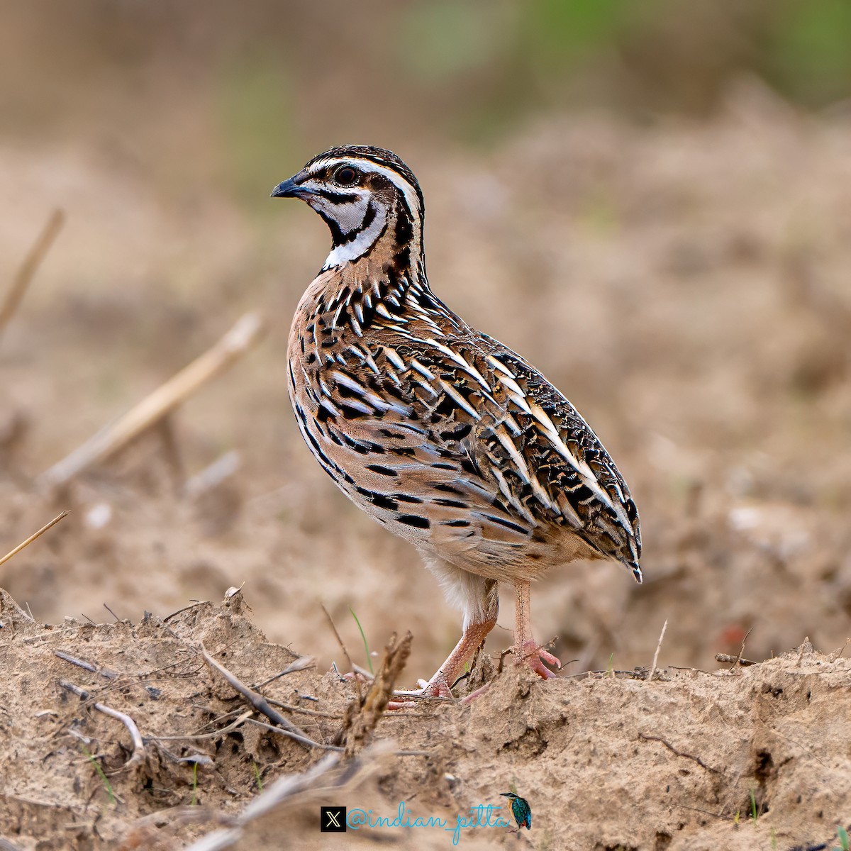 Rain Quail - ML623464654