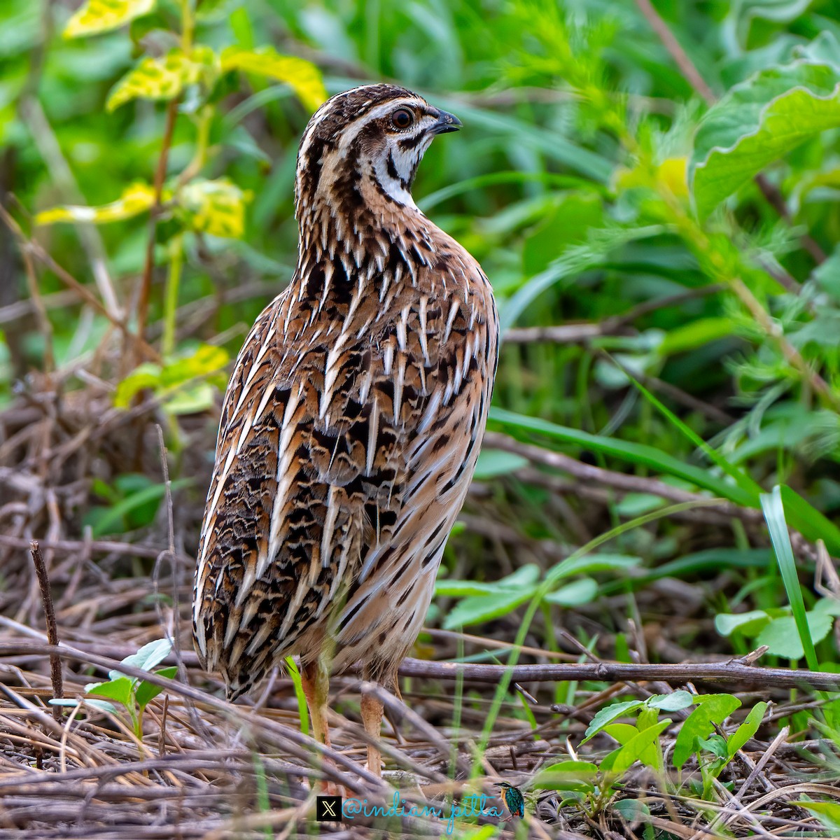 Rain Quail - ML623464655