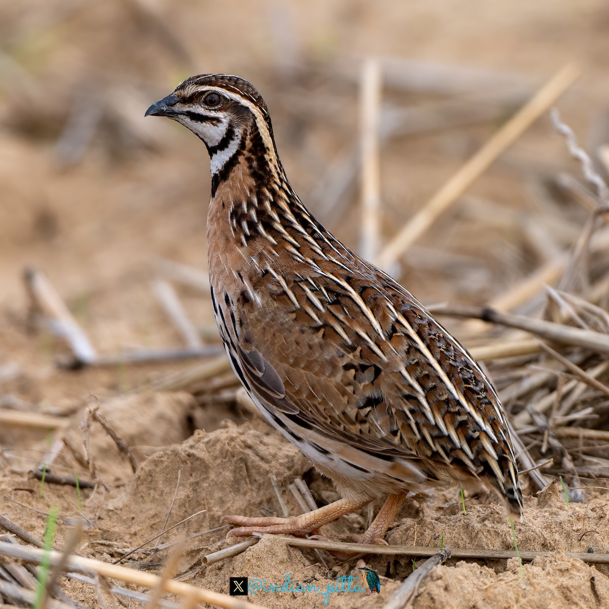 Rain Quail - ML623464656