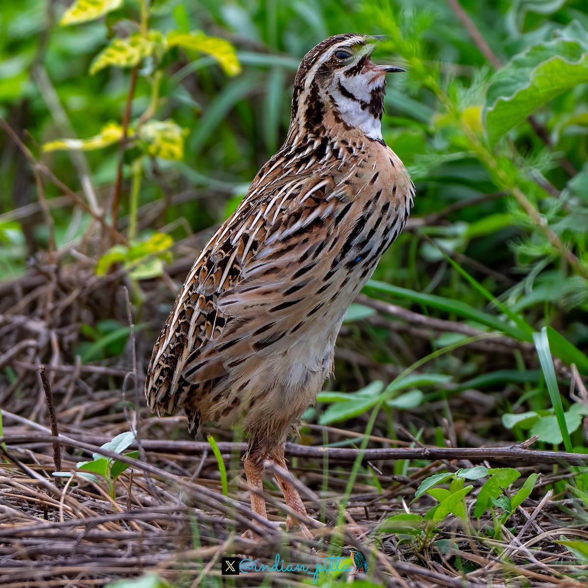 Rain Quail - ML623464657