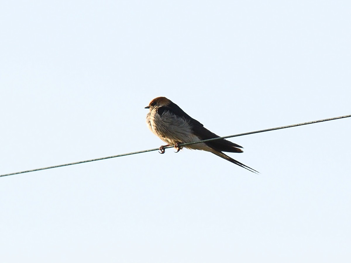 Greater Striped Swallow - ML623464664