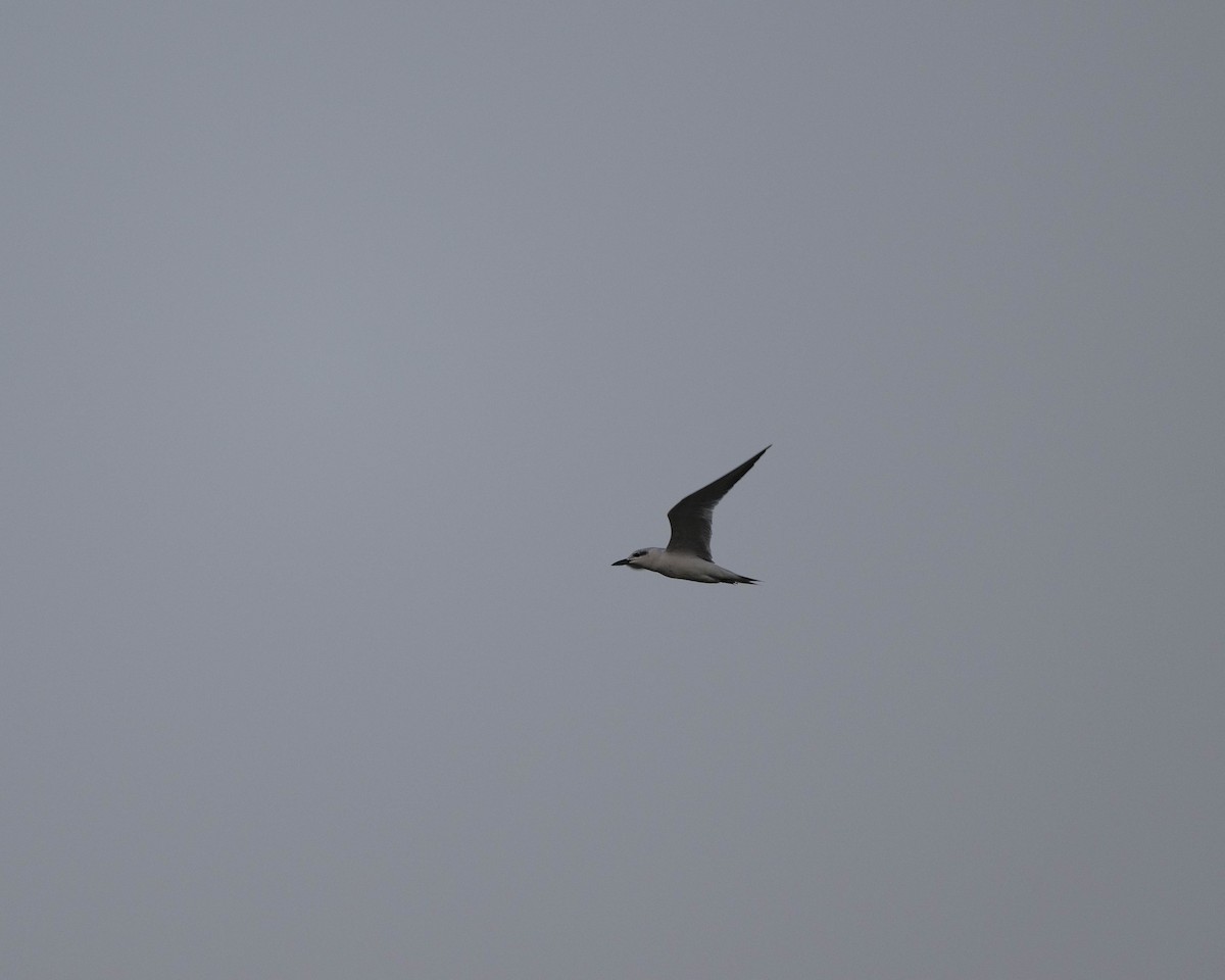 Whiskered Tern - ML623464667