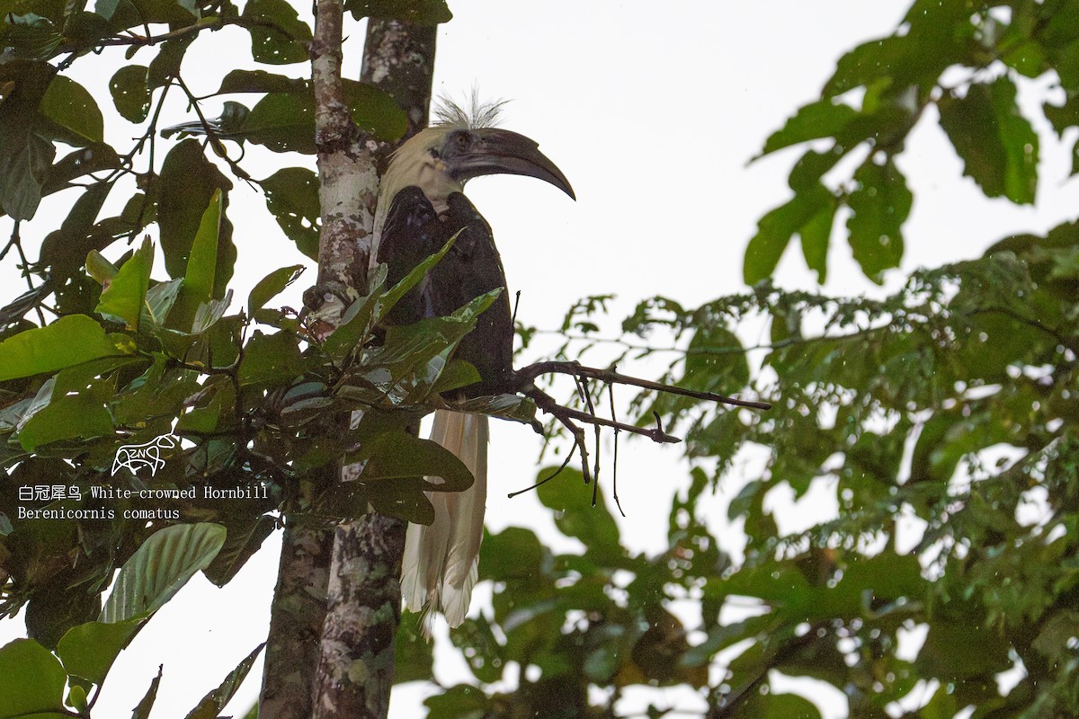 White-crowned Hornbill - Zhen niu