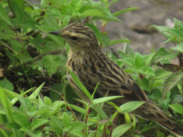 Nilgiri Pipit - David Daniels