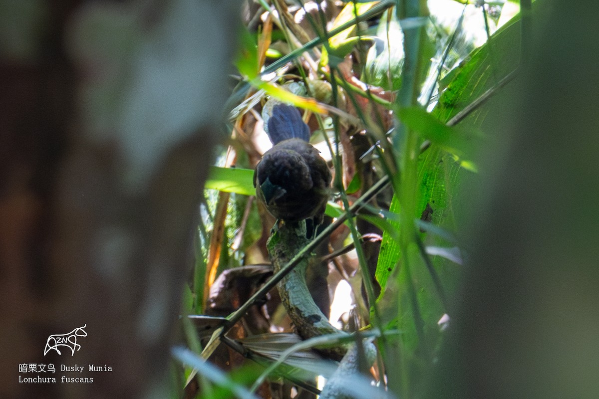 Dusky Munia - Zhen niu