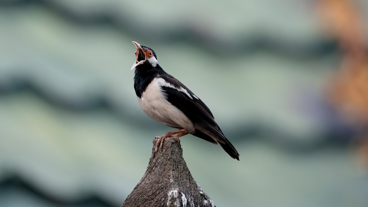 Javan Pied Starling - ML623464701