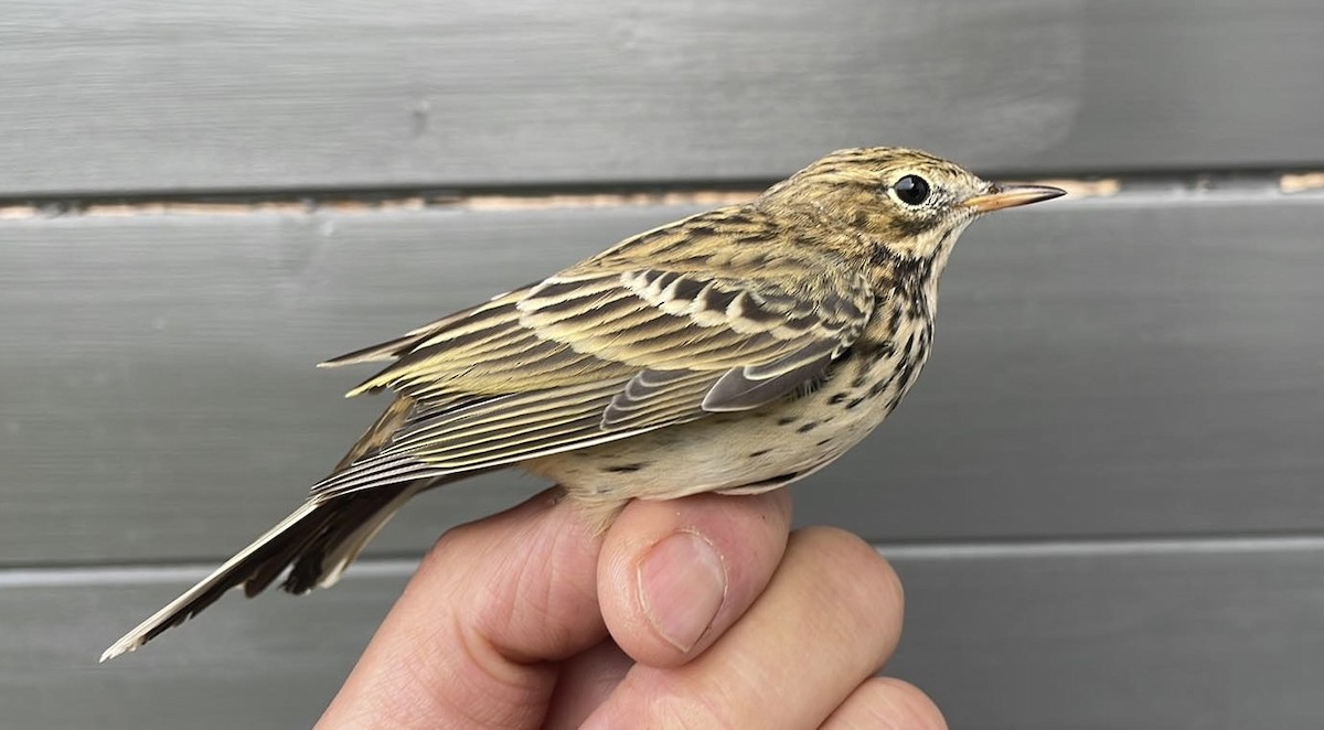 Meadow Pipit - Éric Francois Roualet