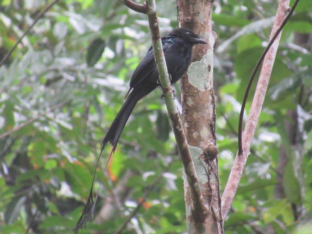Greater Racket-tailed Drongo - ML623464741