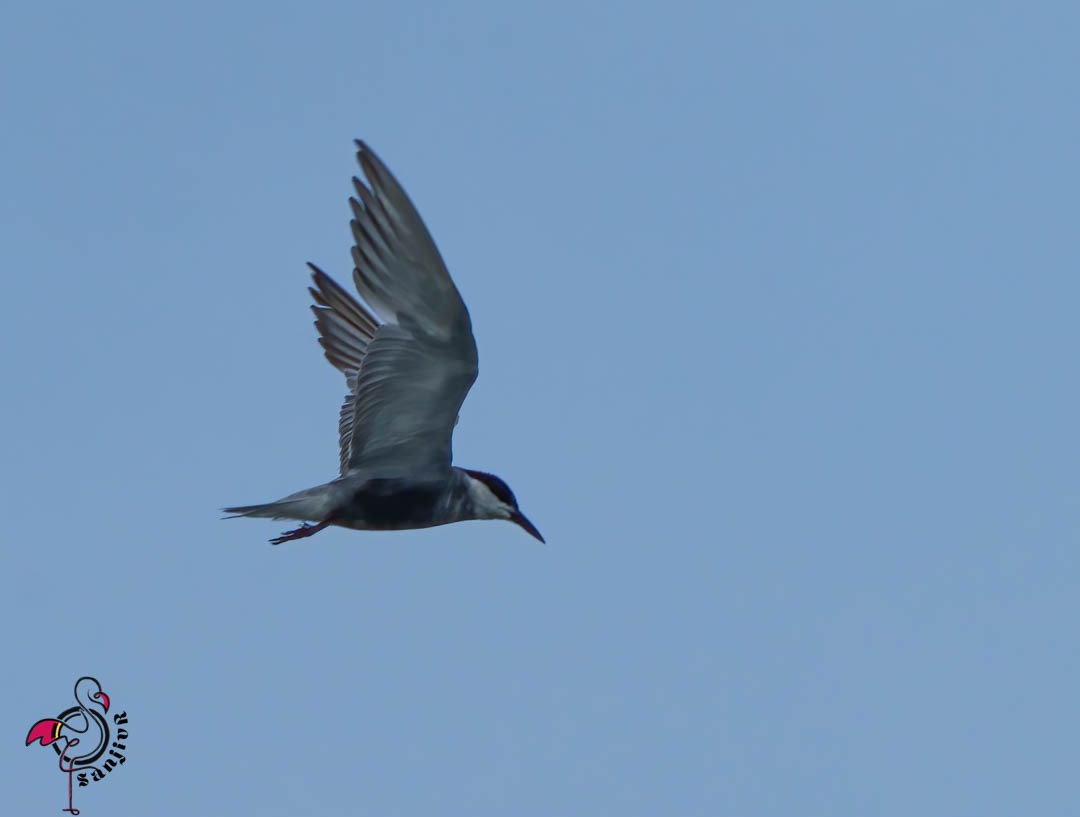 Whiskered Tern - Sanjiv Ray