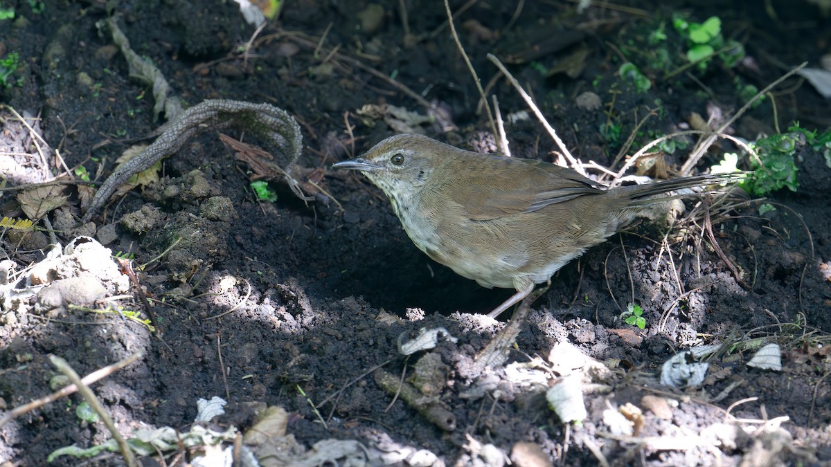 Javan Bush Warbler - ML623464957