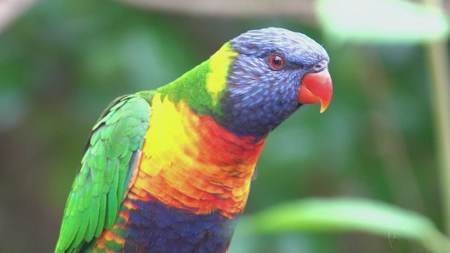 Rainbow Lorikeet - ML623464971