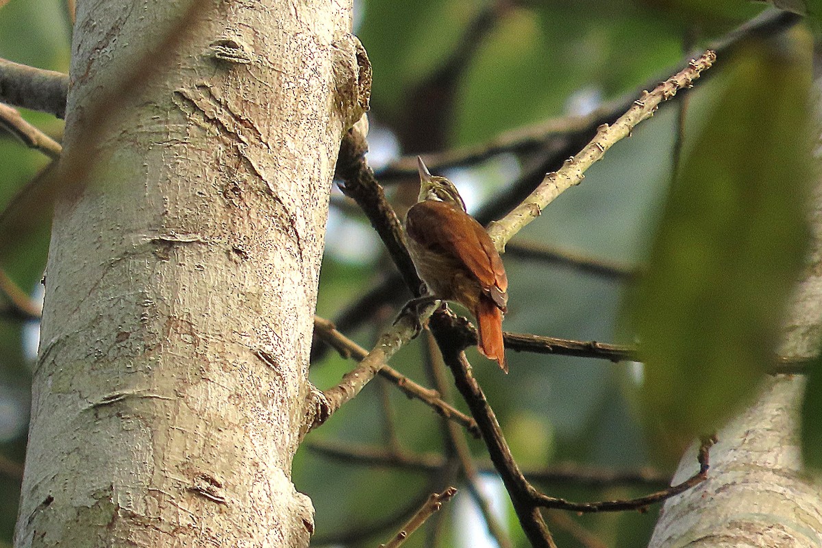 Slender-billed Xenops - Kathy Hart