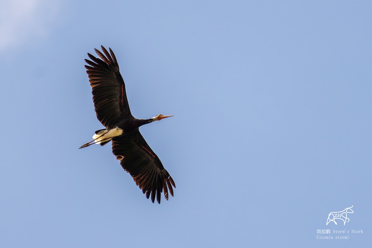 Höckerstorch - ML623465008