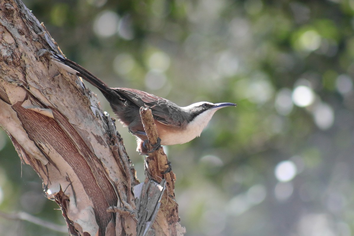 Gray-crowned Babbler - ML623465023