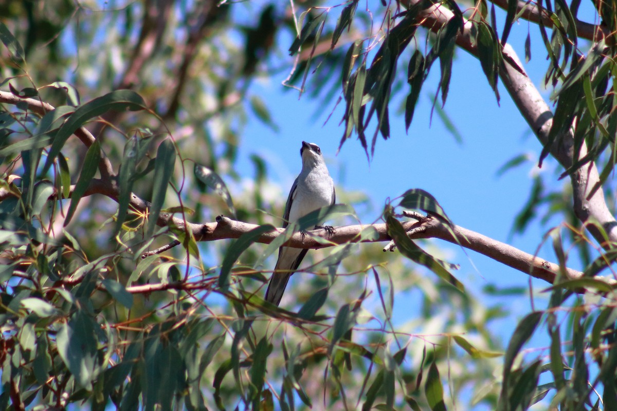 White-bellied Cuckooshrike - ML623465027