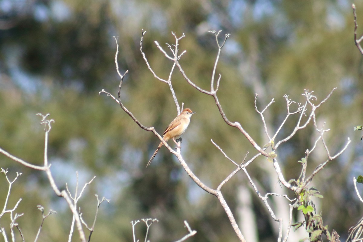 Tawny Grassbird - ML623465031