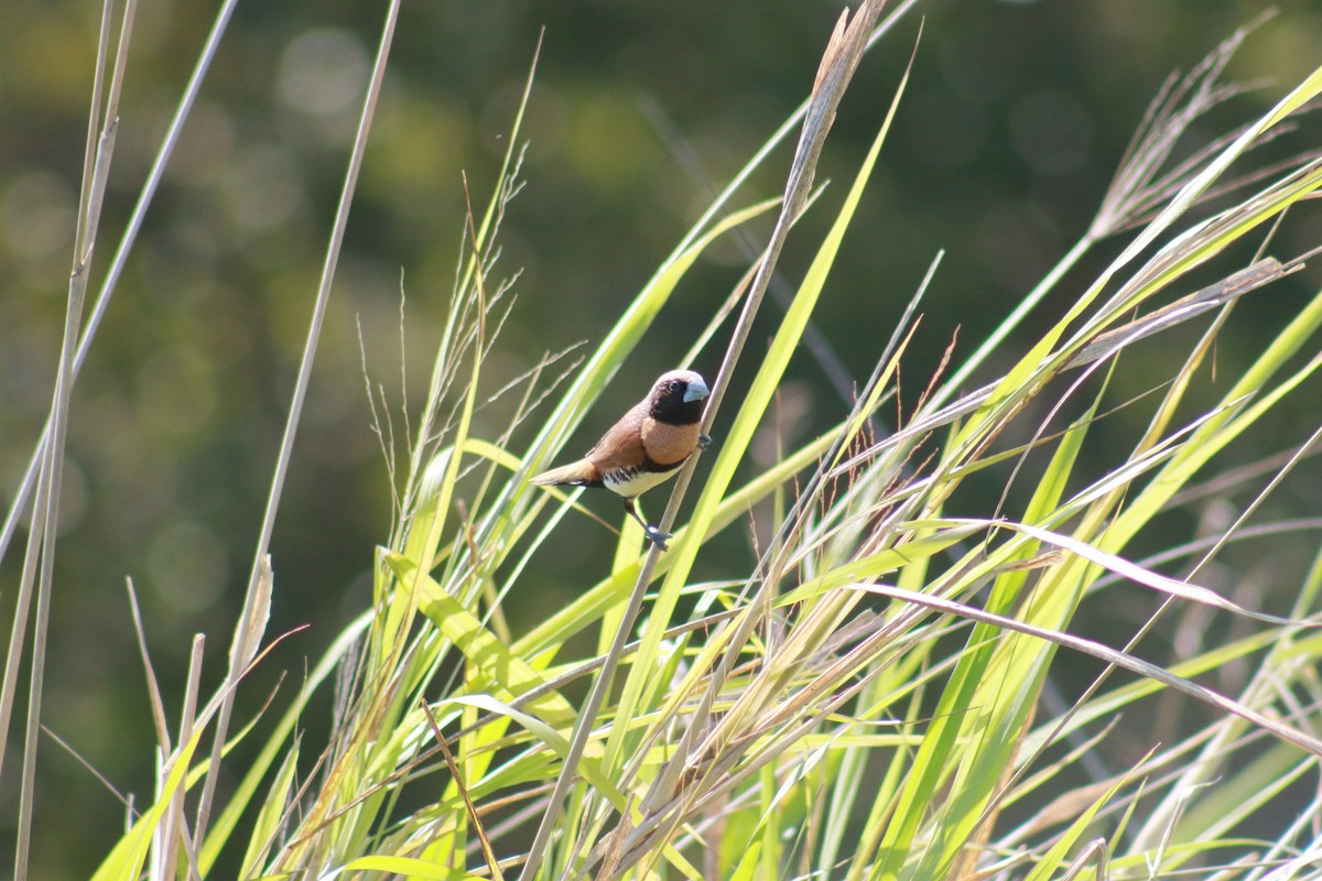 Chestnut-breasted Munia - ML623465040