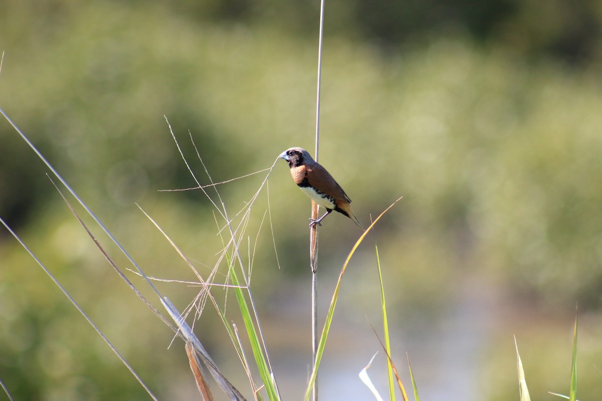 Chestnut-breasted Munia - ML623465041