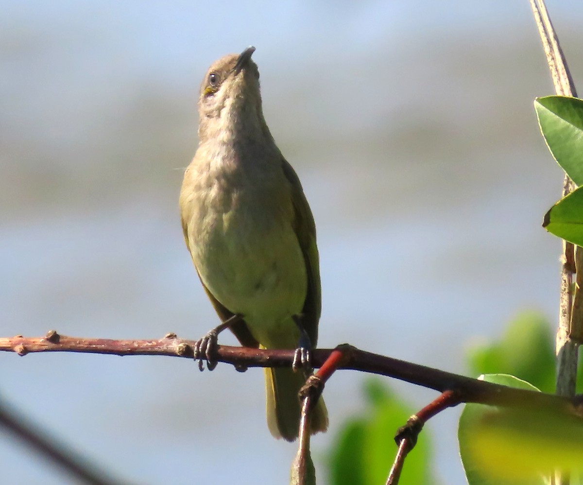 Brown Honeyeater - ML623465043