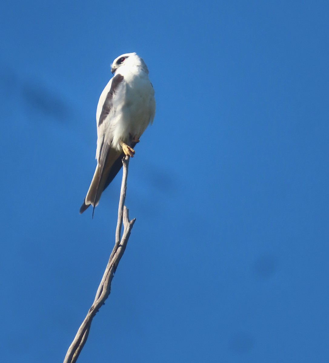 Black-shouldered Kite - ML623465080