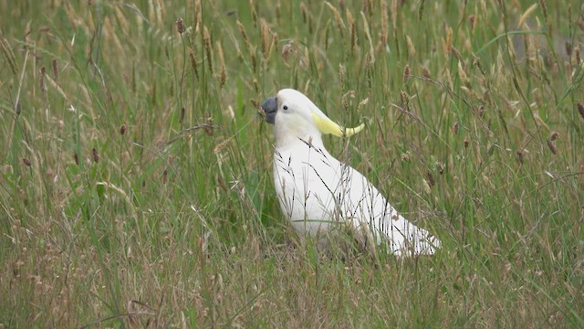 Cacatoès à huppe jaune - ML623465112