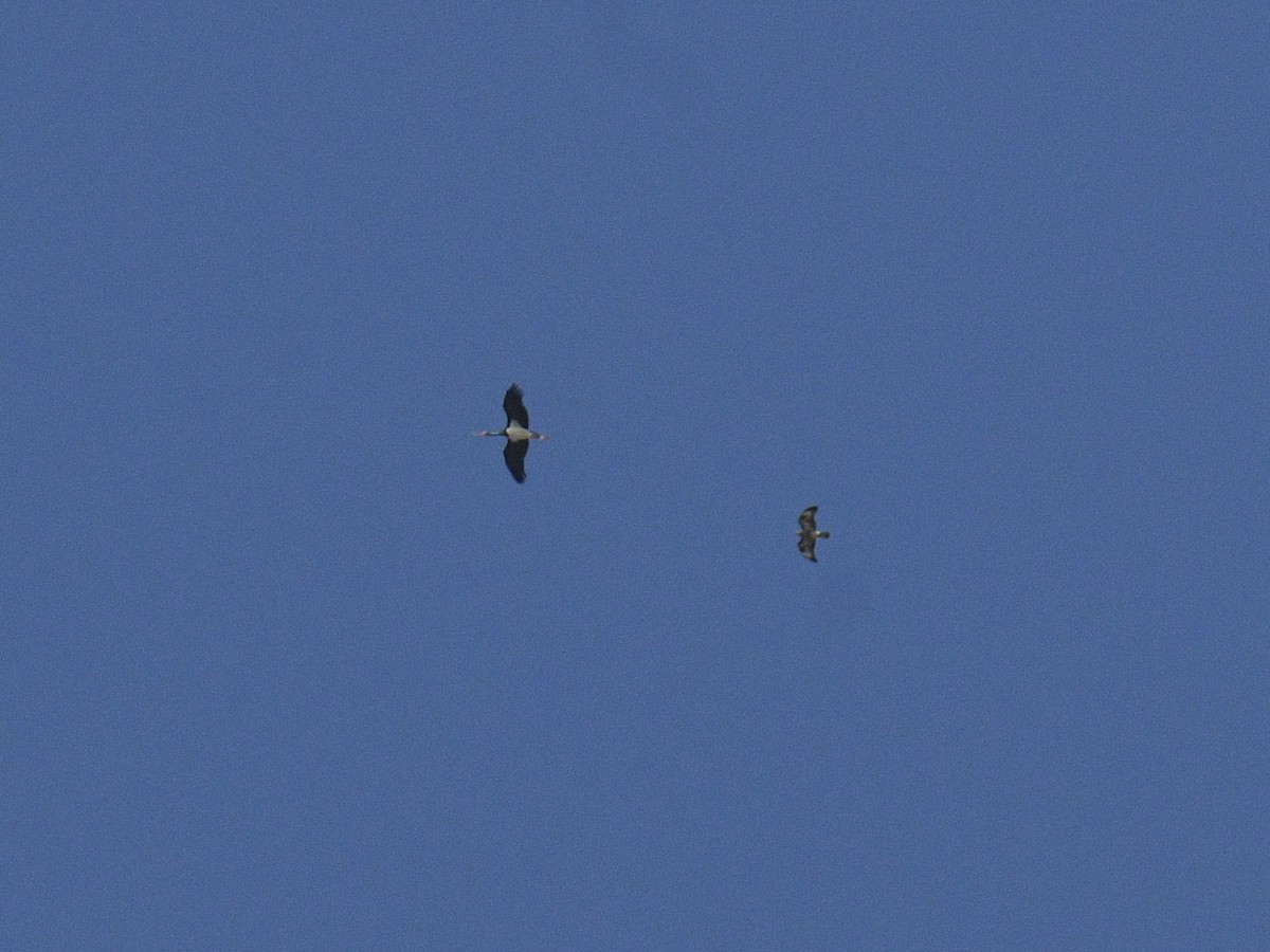 Black Stork - ML623465125