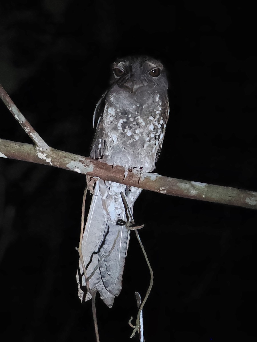 Marbled Frogmouth - ML623465134