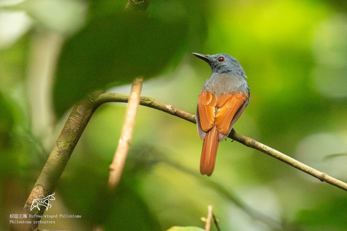 Rufous-winged Philentoma - ML623465142