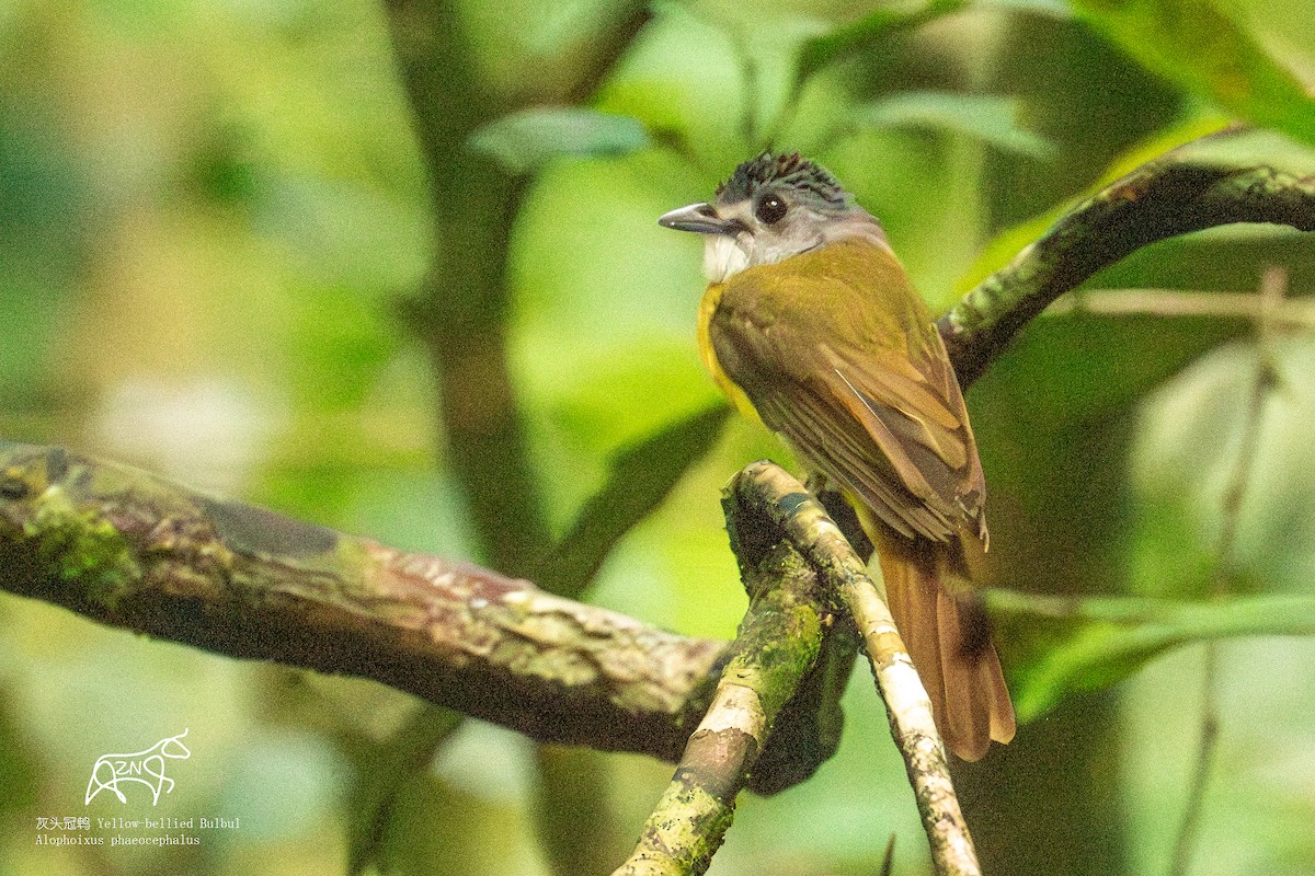 Yellow-bellied Bulbul - ML623465144