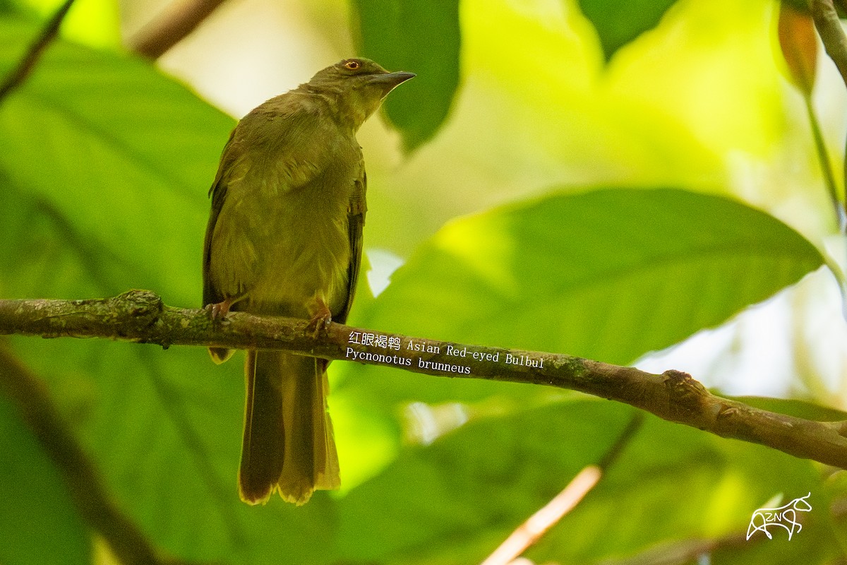 Red-eyed Bulbul - ML623465146