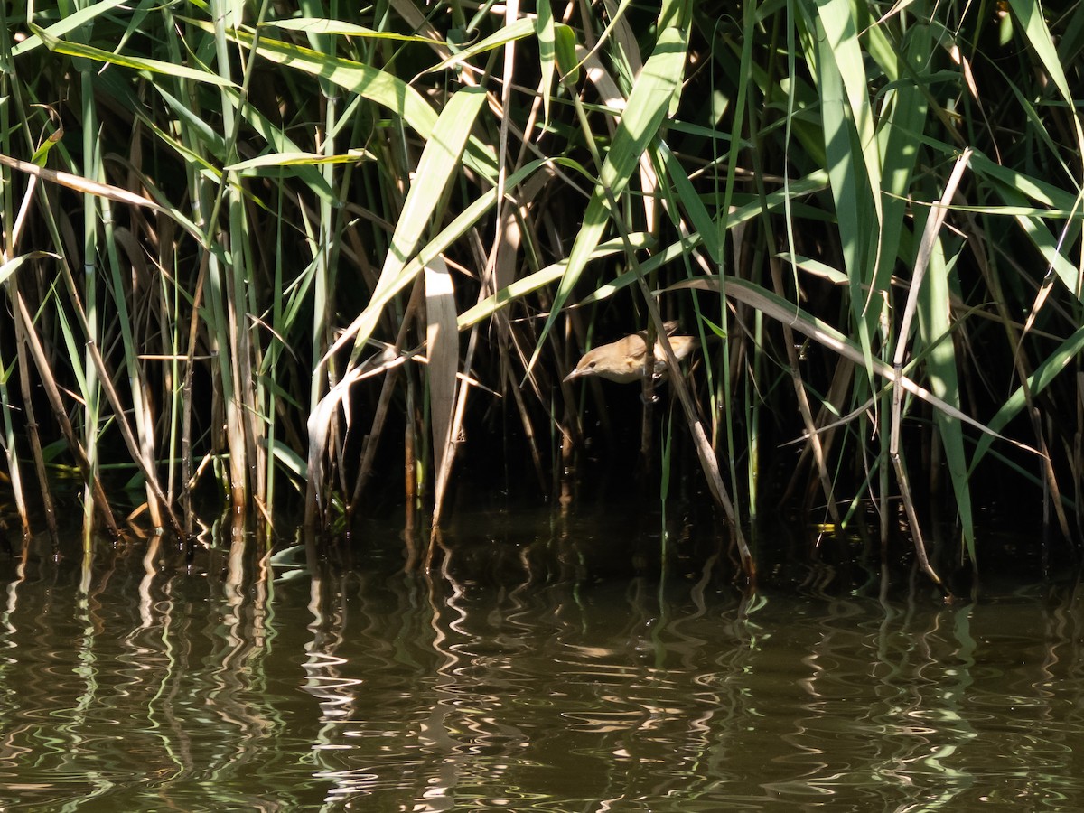 Oriental Reed Warbler - ML623465150