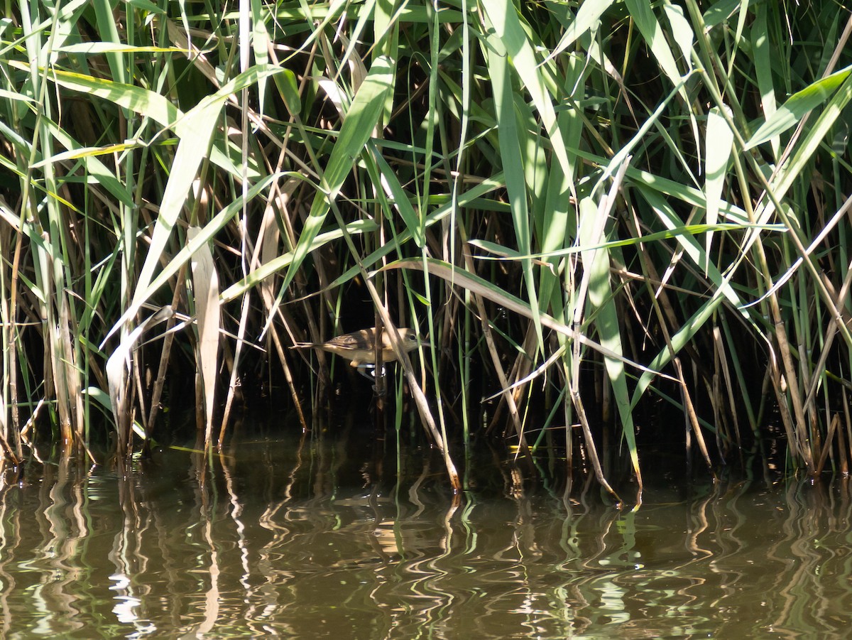 Oriental Reed Warbler - ML623465151