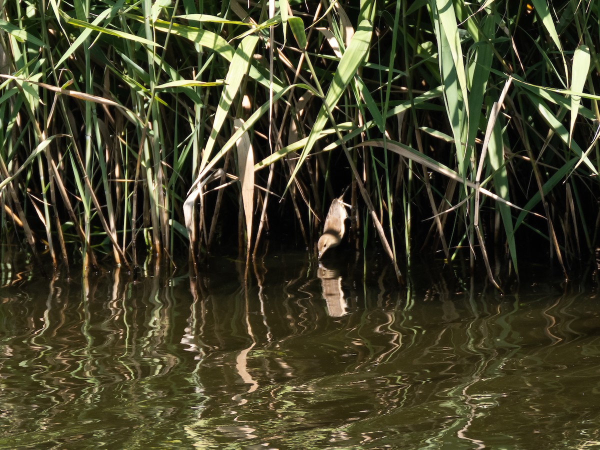 Oriental Reed Warbler - ML623465153