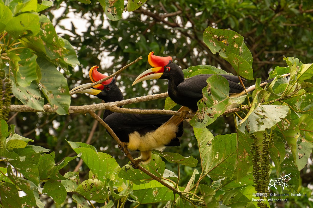 Rhinoceros Hornbill - Zhen niu