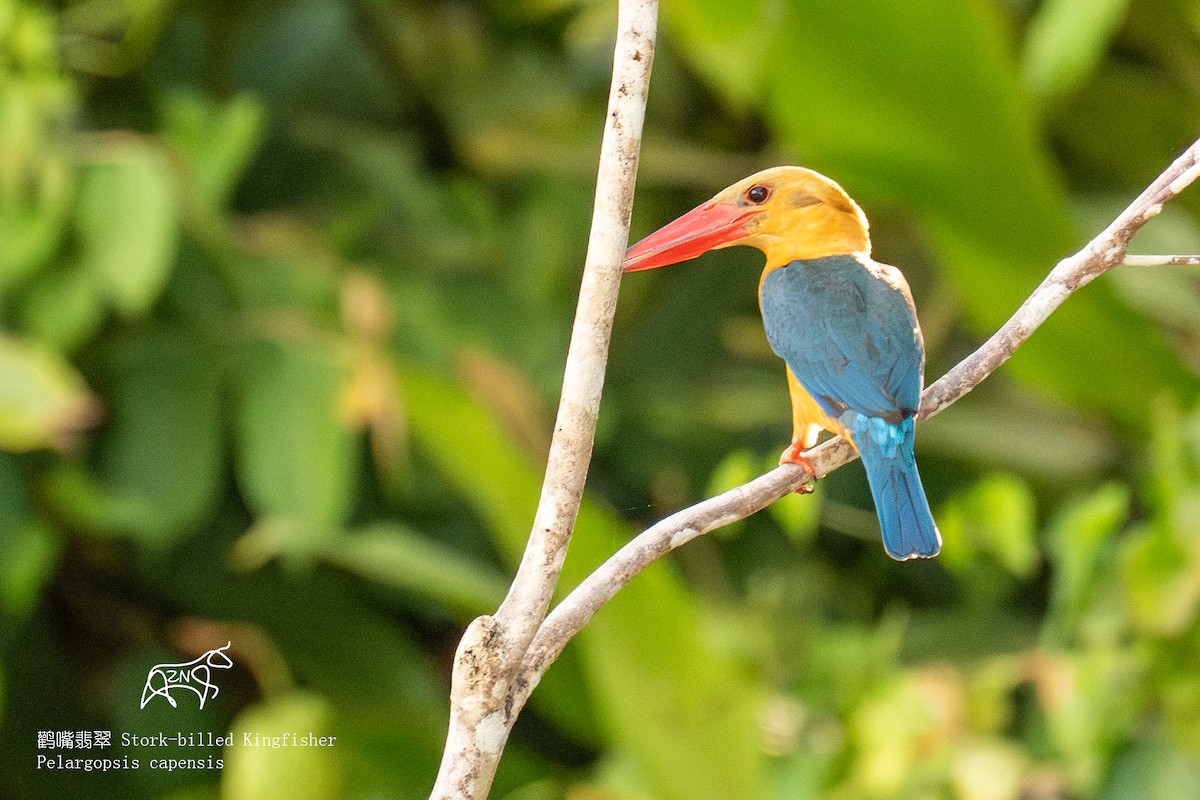 Stork-billed Kingfisher - Zhen niu