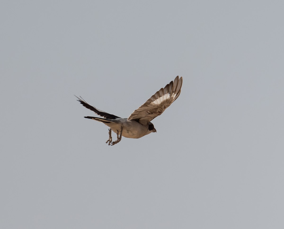 Great Gray Shrike (Arabian) - ML623465240