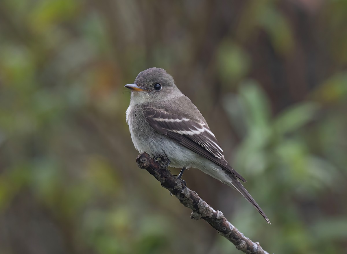 Eastern Wood-Pewee - ML623465245