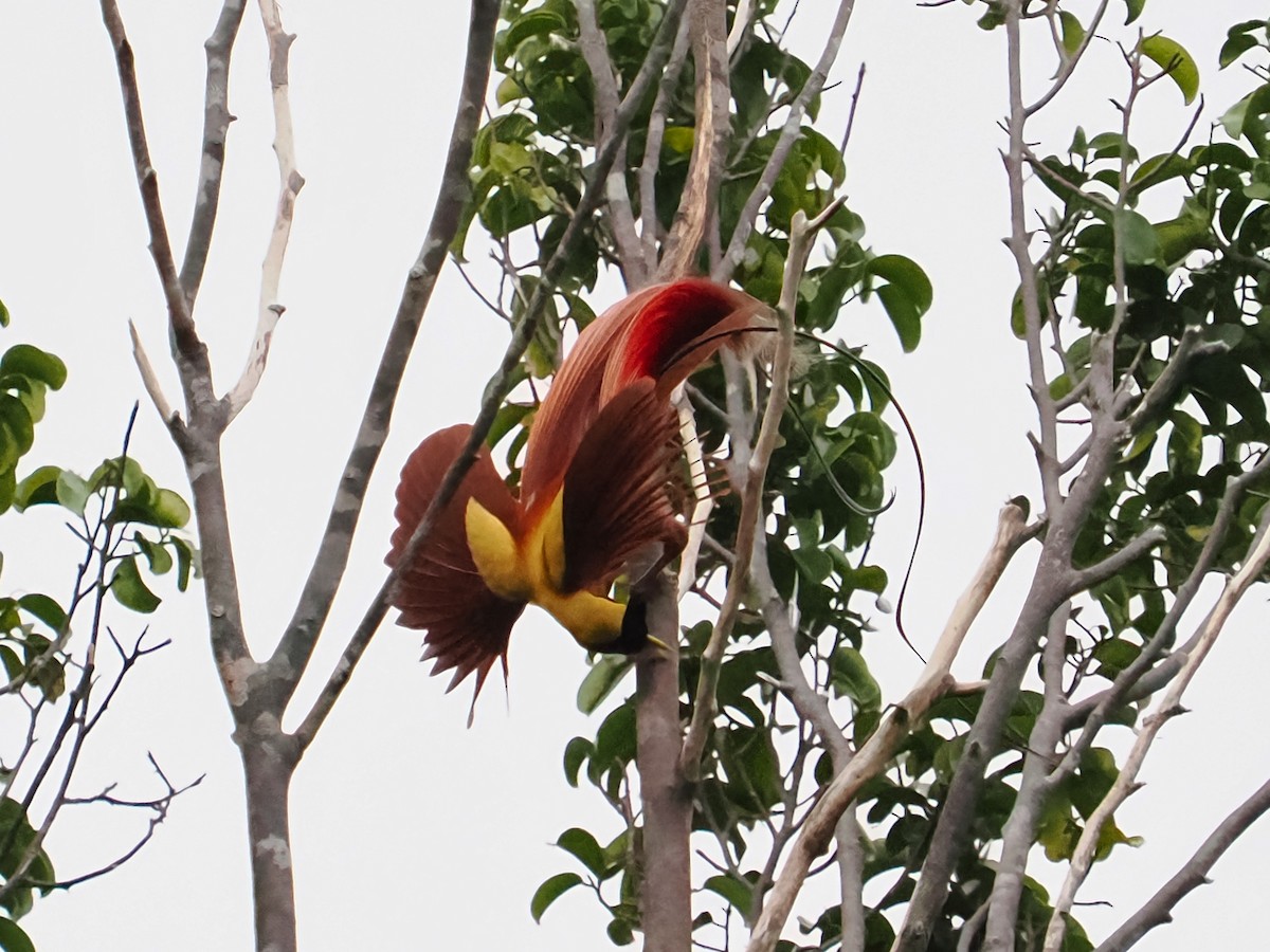 Red Bird-of-Paradise - ML623465246