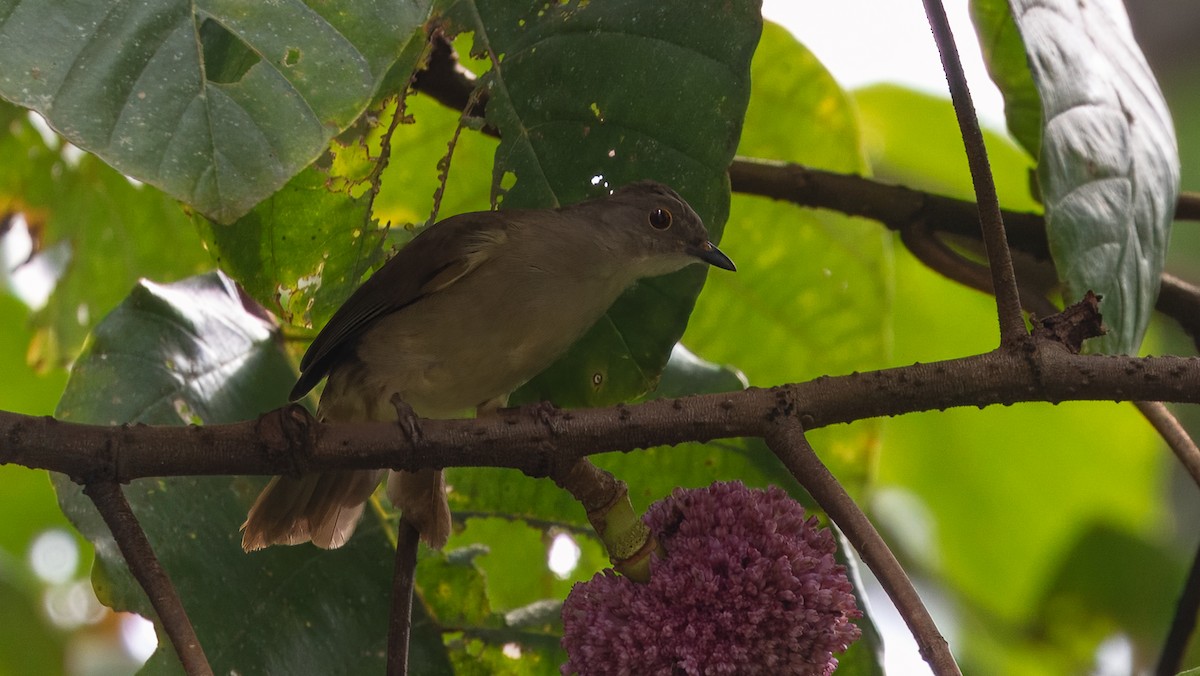 Spectacled Bulbul - ML623465255