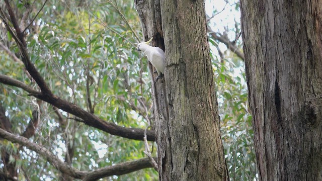 Sulphur-crested Cockatoo - ML623465312